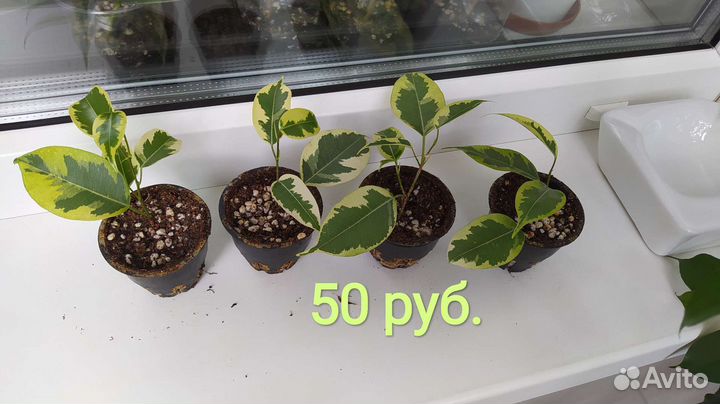 Фикус Бенджамина Голден Кинг