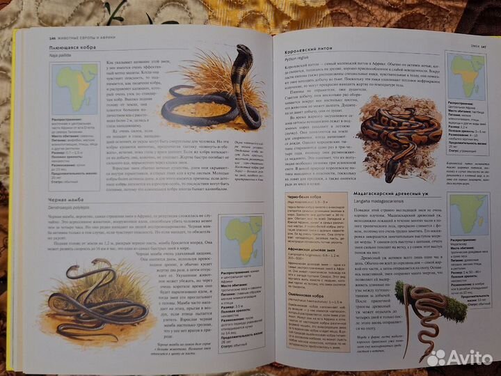 Энциклопедия