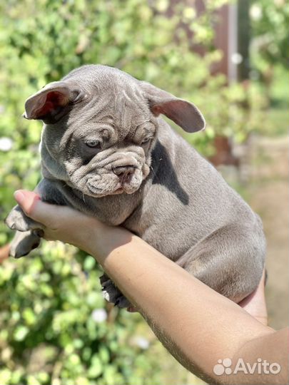 Французский бульдог