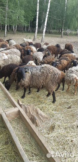 Овцы бараны