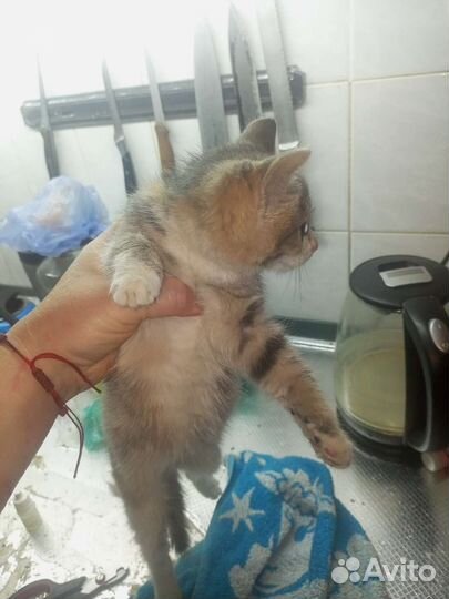 Котята, забрали у живодеров