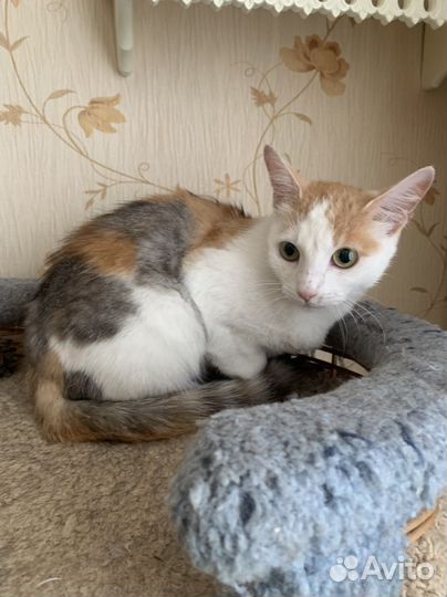 Марусечка хочет стать домашней