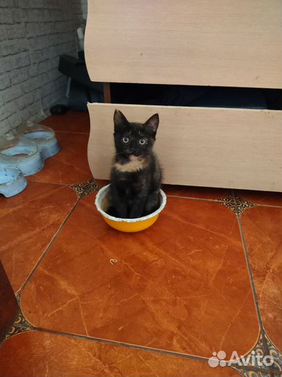 Кошки