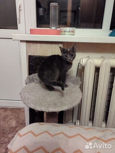 Котята,кошечки