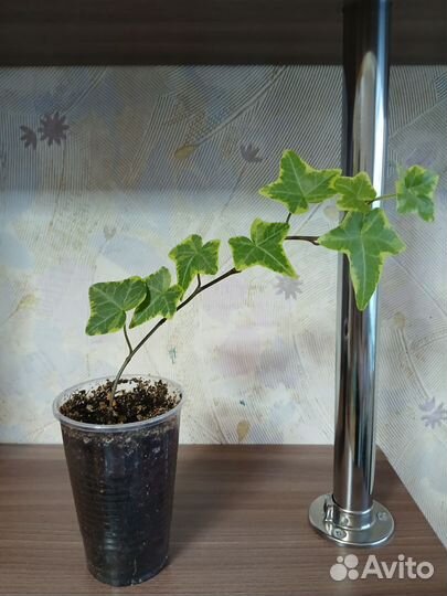 Эсхинантусы, хедеры