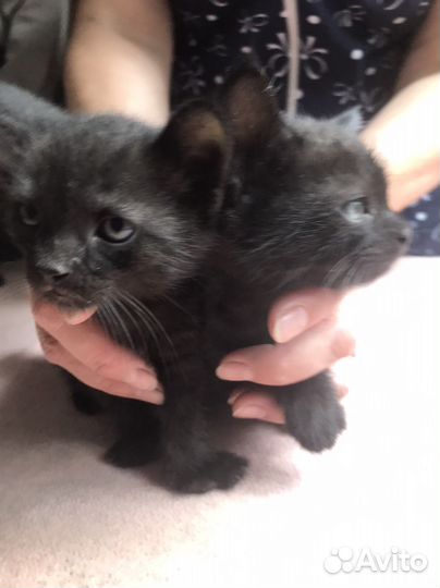 Отдам котят в добрые руки