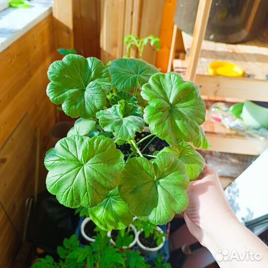 Пеларгония, колеус, катарантус, виола