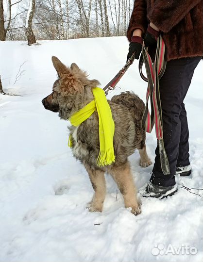 Кузьма - щенок из приюта ищет семью