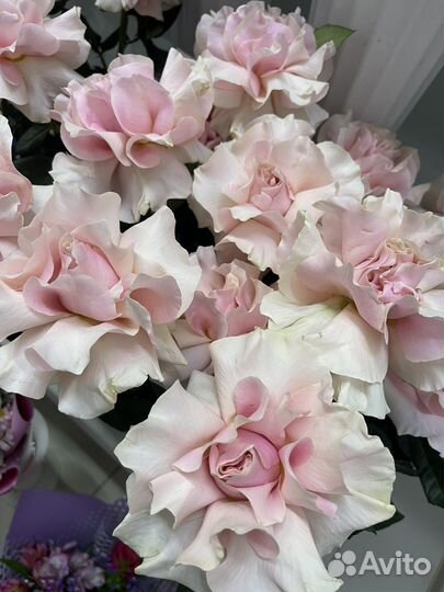 Чувашская роза