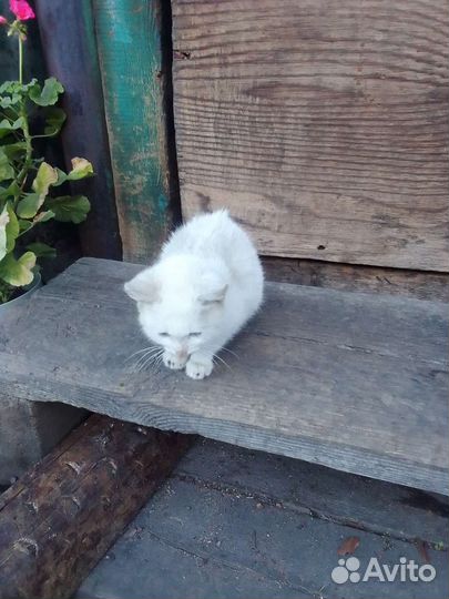 Котенок полярный кот