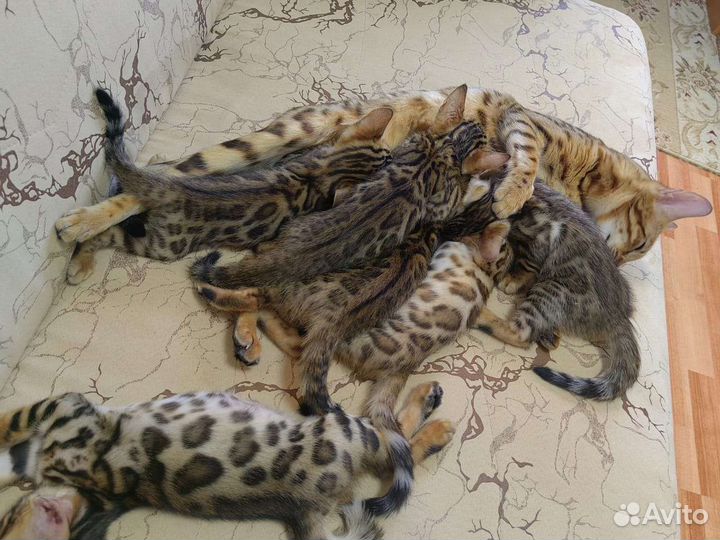 Бенгальские котята