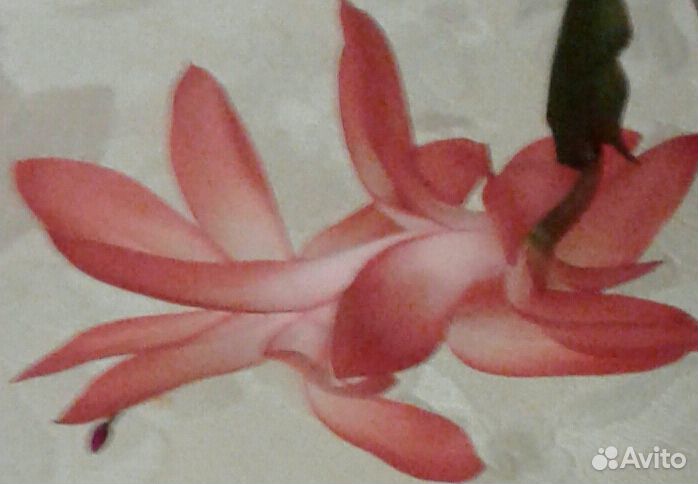 Декабрист - комнатное растение