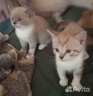 Котята в добрые руки