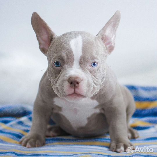 Крутая девочка американского булли