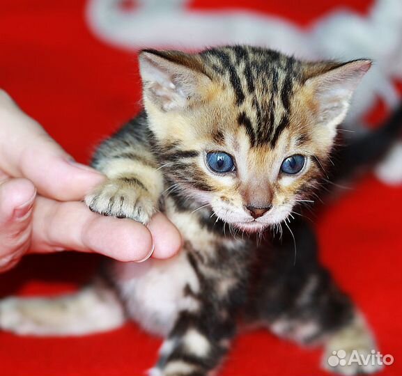 Элитные леопардики