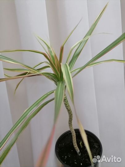 Драцена биколор