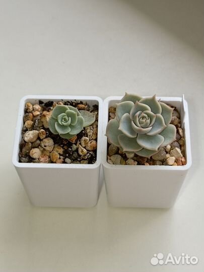 Суккуленты