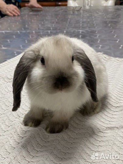 Элитные мини вислоухие кролики
