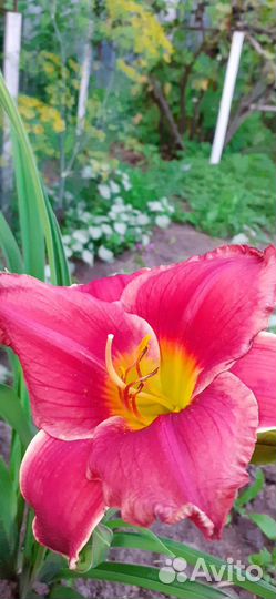 Лилейники сортовые