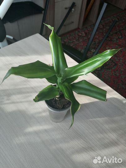 Комнатные цветы