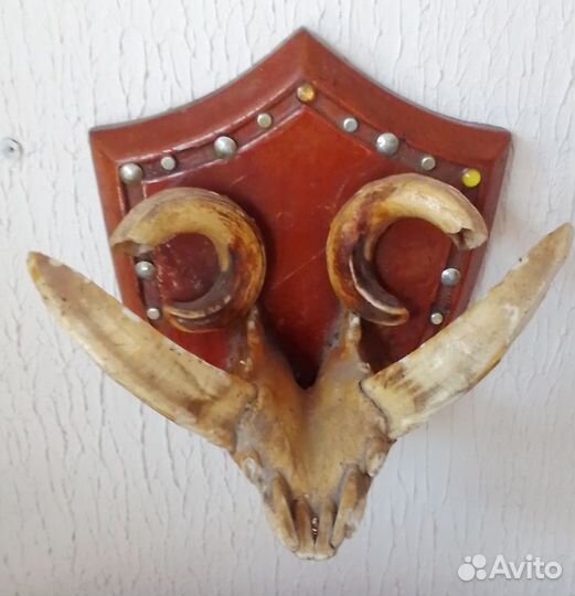 Челюсть кабана с клыками