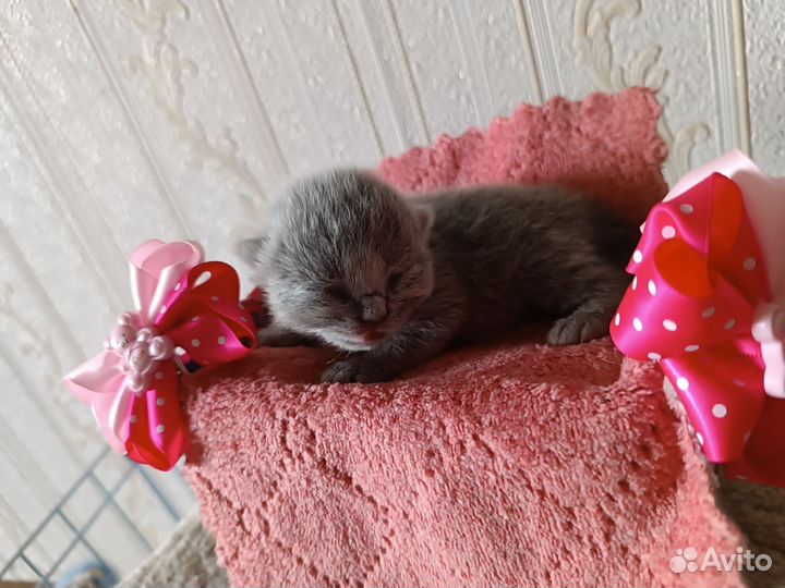 Британские котята