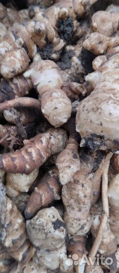 Топинамбур, земляная груша