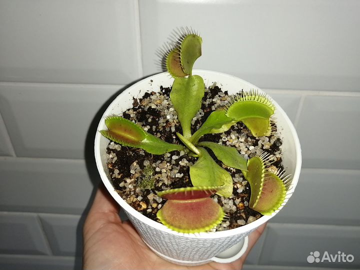 Венерина мухоловка (дионея) в постоянном горшке