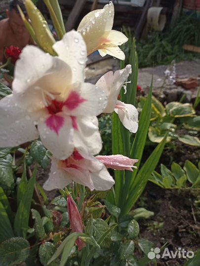 Гладиолусы луковицы детки