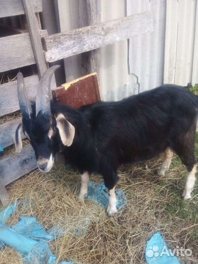 Козел и козлята