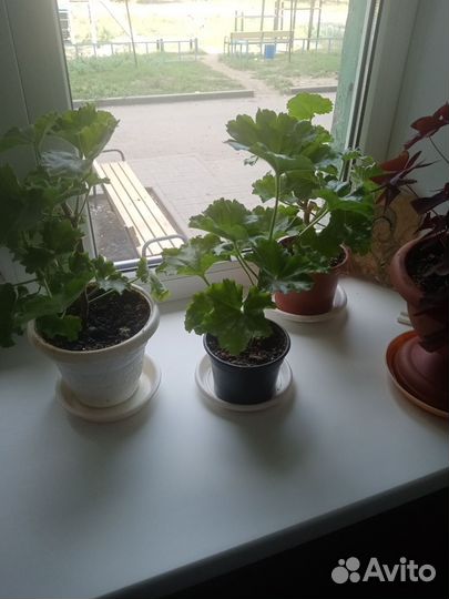 Пеларгония герань