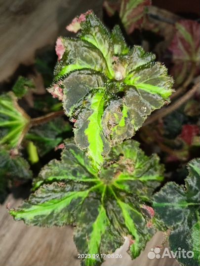 Взрослая бегония Deana