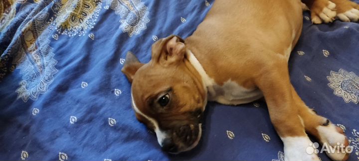 Щенки Стаффорда