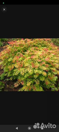 К-на рябинник