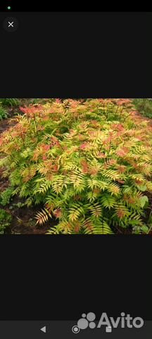 К-на рябинник