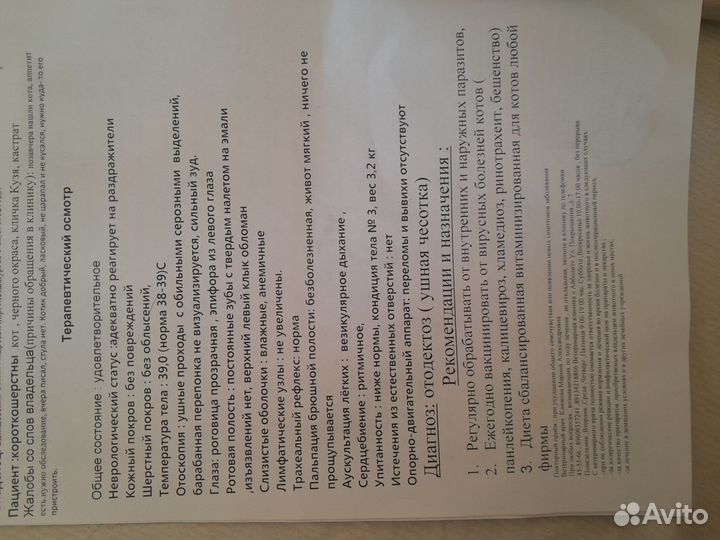 Кошка в дар бесплатно