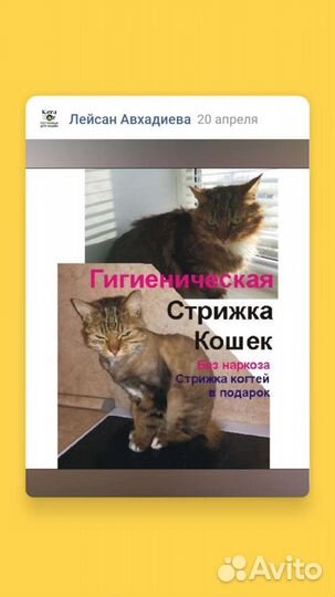 Гостиница для кошек, передержка, Сипайлово