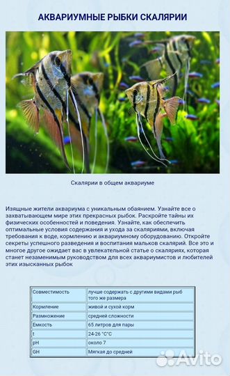 Скалярии в ассортименте в магазине м Беляево