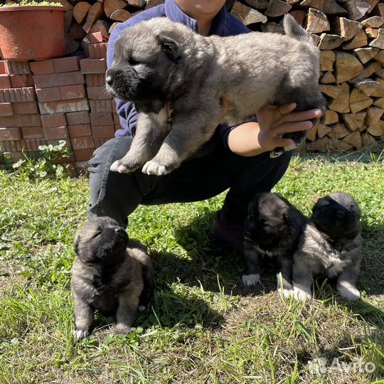 Кавказская овчарка