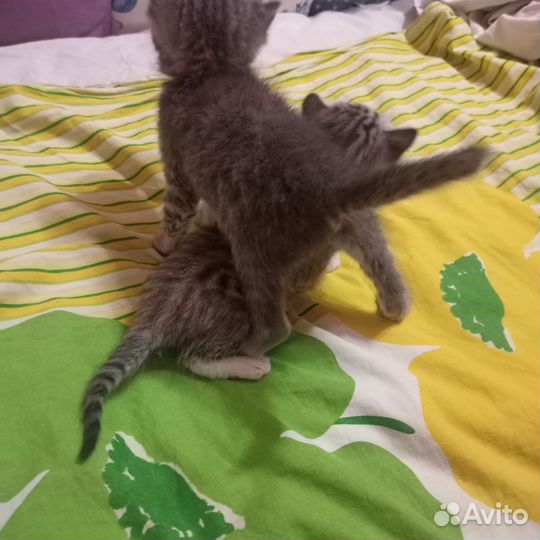 Кошки породистые бесплатно