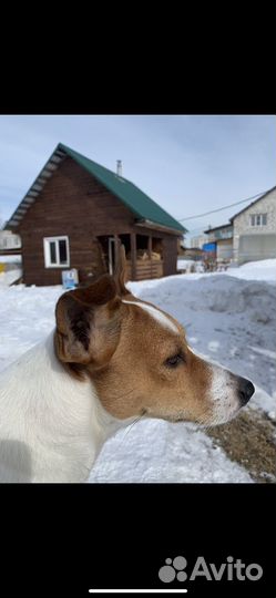Вязка джек Рассел терьер