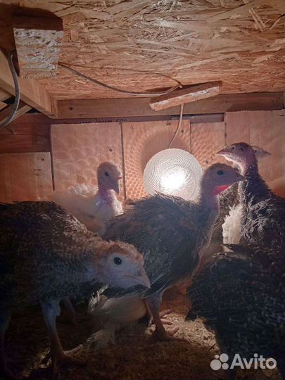 Индюшата подрощенные