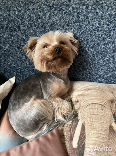 Ищем невесту йоркширский терьер