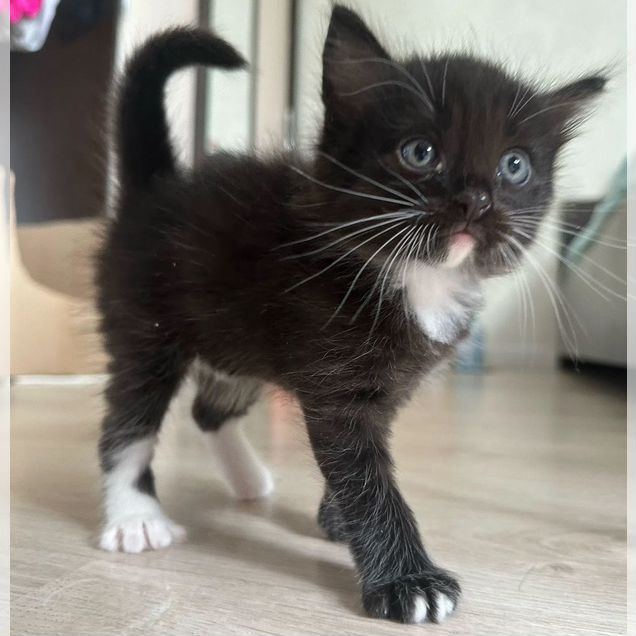 Котёнок в добрые руки