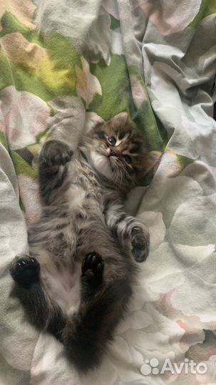 Котёнок бесплатно