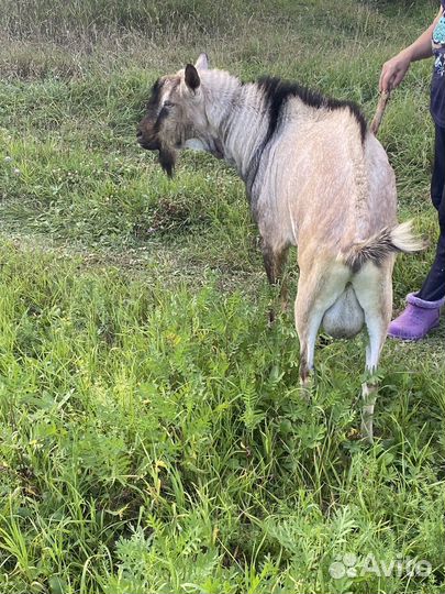 Козел альпийский