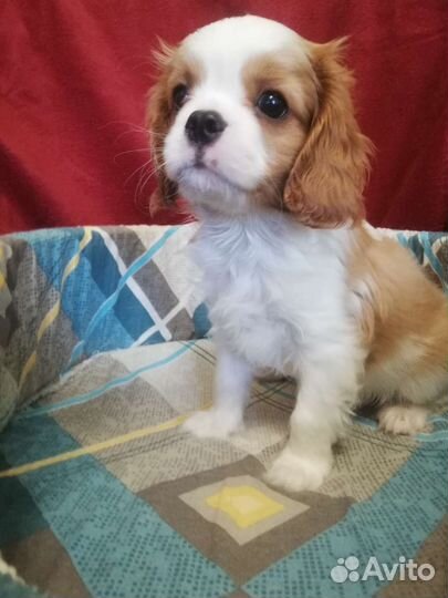 Кавалер кинг чарльз спаниель