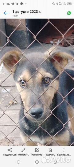 Щенок для охраны