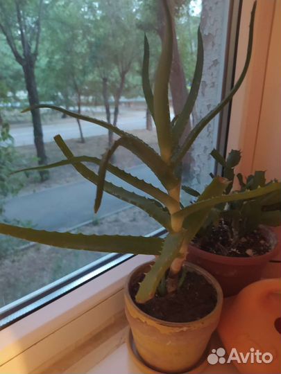 Виноград столовый, алоэ, щучий хвост, горшок 10 л