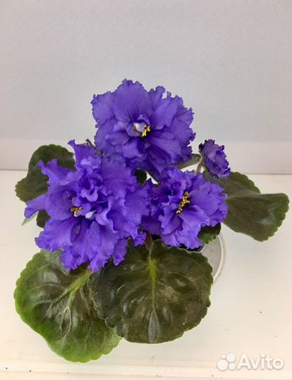 Взрослые сортовые фиалки